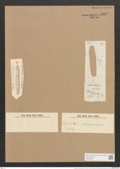 Hantzschia ? dubrovicensis Grun. (de-Toni-Nr.: Genus 50, Species 2210) Zeichnungen Sammlung Grunow Nr. 4622 (NHMW-BOT-W0372670)
